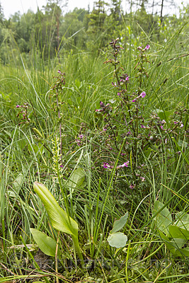 KA_140706_6046 / Microstylis monophyllos / Knottblom