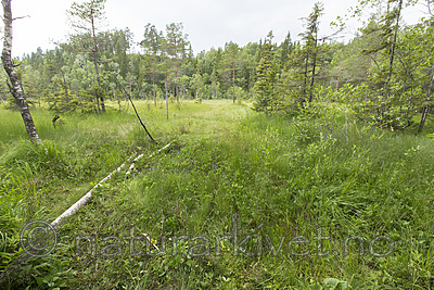 KA_140706_6052 / Microstylis monophyllos / Knottblom