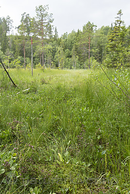 KA_140706_6053 / Microstylis monophyllos / Knottblom