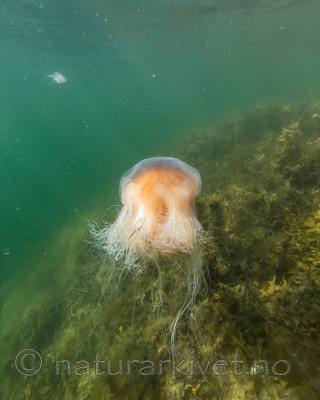 KA_140709_0562 / Cyanea capillata / Brennmanet