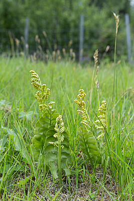 KA_140716_28 / Botrychium lunaria / Marinøkkel