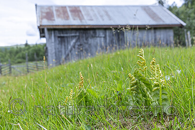 KA_140716_32 / Botrychium lunaria / Marinøkkel