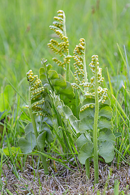 KA_140716_37 / Botrychium lunaria / Marinøkkel