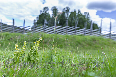 KA_140716_53 / Botrychium lunaria / Marinøkkel