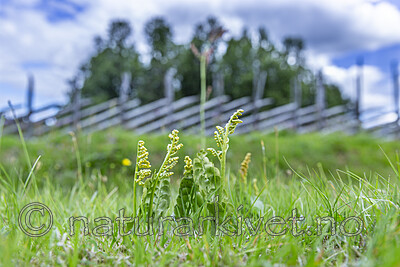 KA_140716_56 / Botrychium lunaria / Marinøkkel