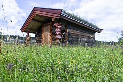 KA_140716_64 / Botrychium lunaria / Marinøkkel