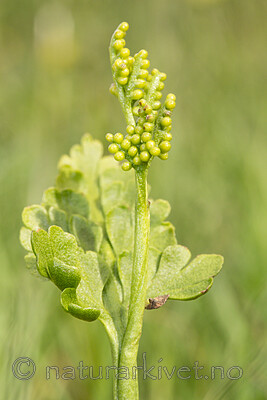 KA_140716_76 / Botrychium lanceolatum / Handmarinøkkel