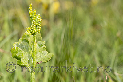 KA_140716_77 / Botrychium lanceolatum / Handmarinøkkel