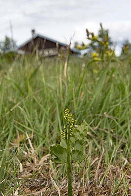 KA_140716_79 / Botrychium lanceolatum / Handmarinøkkel