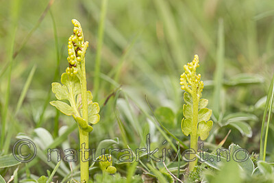 KA_140716_87 / Botrychium boreale / Fjellmarinøkkel