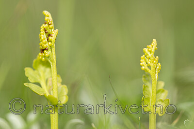KA_140716_88 / Botrychium boreale / Fjellmarinøkkel