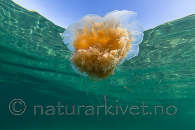 KA_140720_0736 / Cyanea capillata / Brennmanet