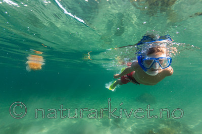 KA_140720_0738 / Cyanea capillata / Brennmanet