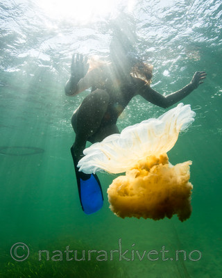 KA_140723_0804 / Cyanea capillata / Brennmanet