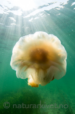 KA_140723_0806 / Cyanea capillata / Brennmanet