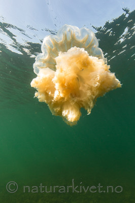 KA_140723_0808 / Cyanea capillata / Brennmanet