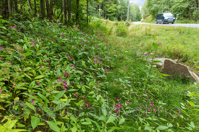 KA_140820_1476 / Impatiens glandulifera / Kjempespringfrø