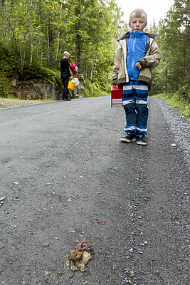 KA_140824_1543 / Lemmus lemmus / Lemen