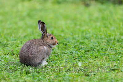 KA_140824_1574 / Lepus timidus / Hare