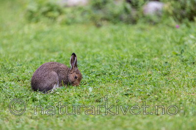 KA_140824_1575 / Lepus timidus / Hare