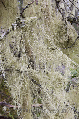 KA_140907_48 / Evernia divaricata / Mjuktjafs