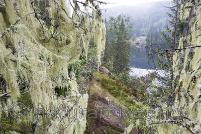 KA_140907_51 / Evernia divaricata / Mjuktjafs