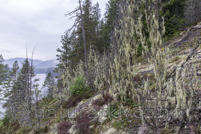 KA_140907_64 / Evernia divaricata / Mjuktjafs