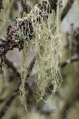 KA_140907_67 / Evernia divaricata / Mjuktjafs