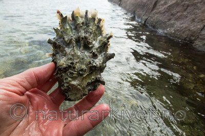 KA_140921_2562 / Crassostrea gigas / Stillehavsøsters