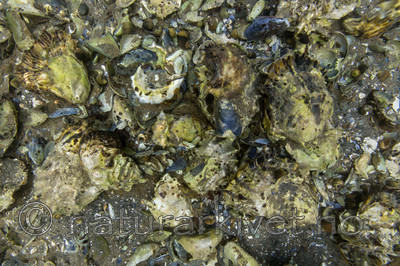 KA_140921_2576 / Crassostrea gigas / Stillehavsøsters