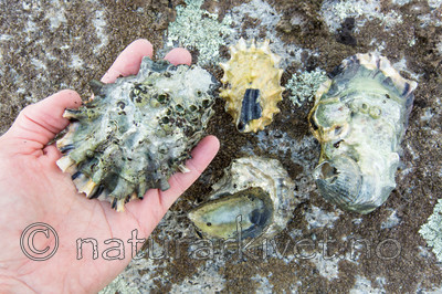 KA_140921_2584 / Crassostrea gigas / Stillehavsøsters