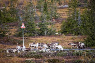 KA_140927_2752 / Rangifer tarandus / Rein