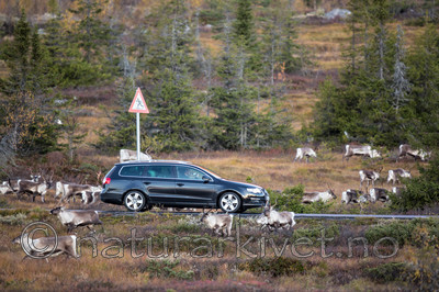 KA_140927_2755 / Rangifer tarandus / Rein