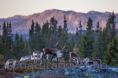 KA_140927_2763 / Rangifer tarandus / Rein