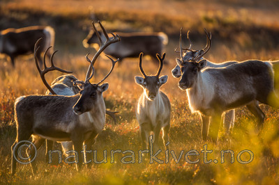 KA_140927_2769 / Rangifer tarandus / Rein