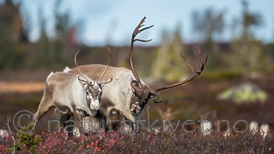 KA_140927_2860 / Rangifer tarandus / Rein