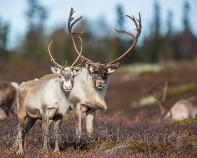 KA_140927_2865 / Rangifer tarandus / Rein