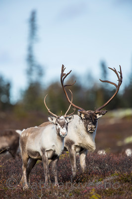 KA_140927_2866 / Rangifer tarandus / Rein