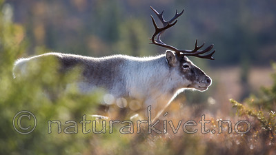 KA_140928_2929 / Rangifer tarandus / Rein