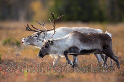 KA_140928_2939 / Rangifer tarandus / Rein