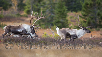 KA_140928_2942 / Rangifer tarandus / Rein