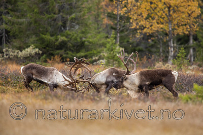 KA_140928_2956 / Rangifer tarandus / Rein