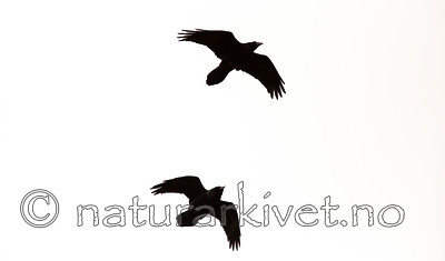 KA_140928_2970 / Corvus corax / Ravn