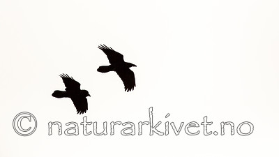 KA_140928_2971 / Corvus corax / Ravn