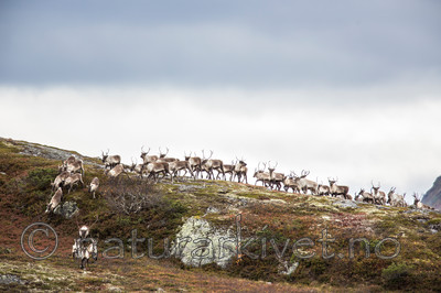 KA_140928_3009 / Rangifer tarandus / Rein