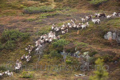 KA_140928_3012 / Rangifer tarandus / Rein