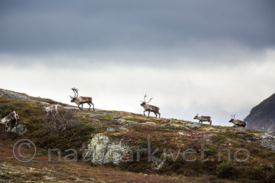 KA_140928_3013 / Rangifer tarandus / Rein