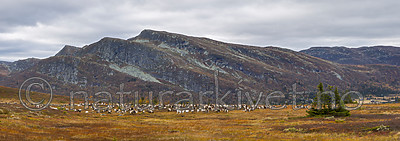 KA_140928_p2972-2975 / Rangifer tarandus / Rein