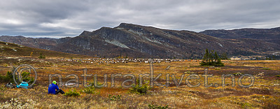 KA_140928_p2976-2983 / Rangifer tarandus / Rein