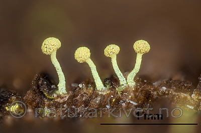 KA_141101_brachypoda_mm / Chaenotheca brachypoda / Dverggullnål